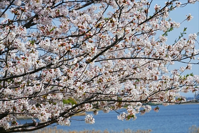1039_佐鳴湖公園_静岡