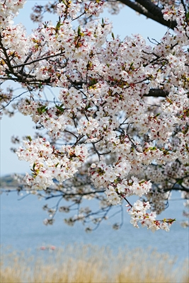 1040_佐鳴湖公園_静岡