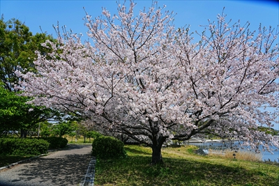 1041_佐鳴湖公園_静岡