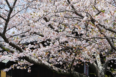 1080_大垣城_岐阜