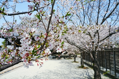 1081_大垣城_岐阜