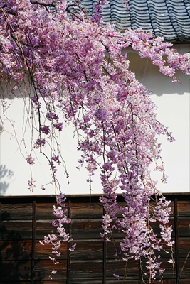 1082_大垣城_岐阜