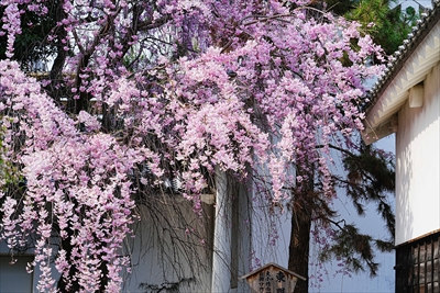 1083_大垣城_岐阜