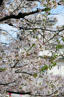 1089_大垣城_岐阜