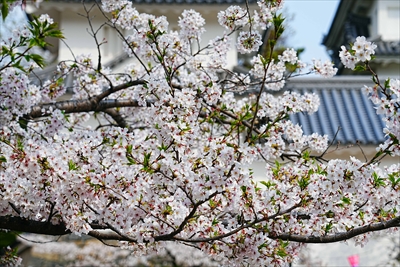 1090_大垣城_岐阜