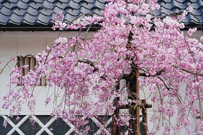 1091_大垣城_岐阜