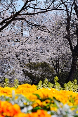 高崎城址公園_群馬