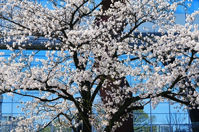 1014_高崎城址公園_群馬