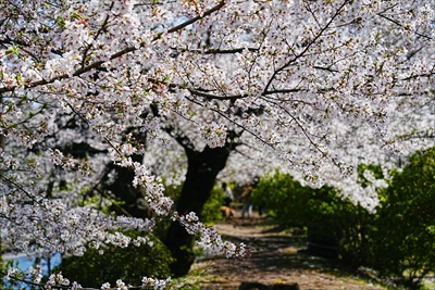 1017_高崎城址公園_群馬