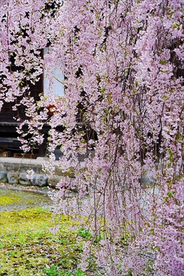 1041_柏山寺_山形
