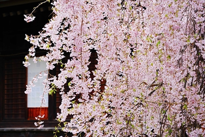 1042_柏山寺_山形