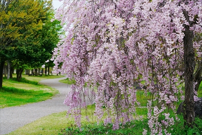 1058_山形市西公園_山形