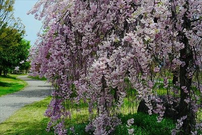 1060_山形市西公園_山形