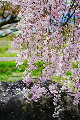 1061_山形市西公園_山形