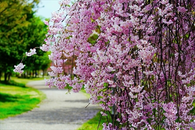 1063_山形市西公園_山形