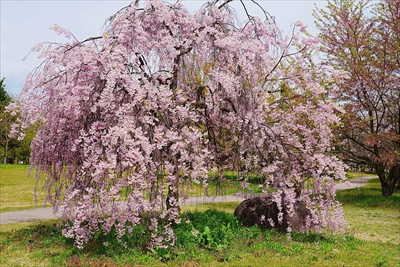 山形市西公園_山形