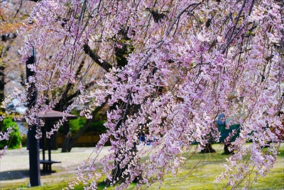 1014_八戸市三八城公園_青森