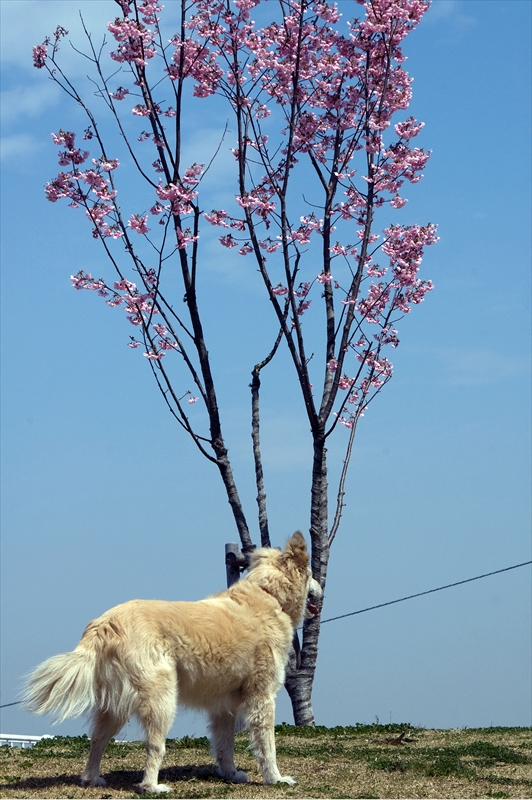 1073_新横浜公園_神奈川