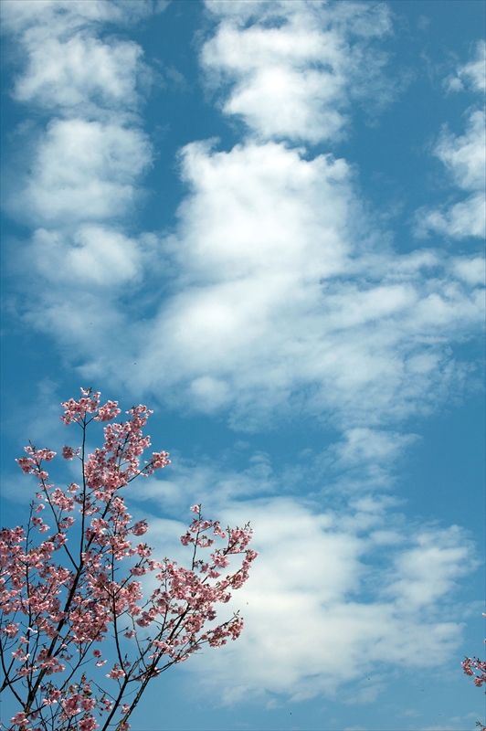 1074_新横浜公園_神奈川