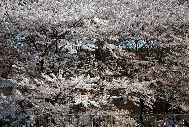 1125_岸根公園_神奈川