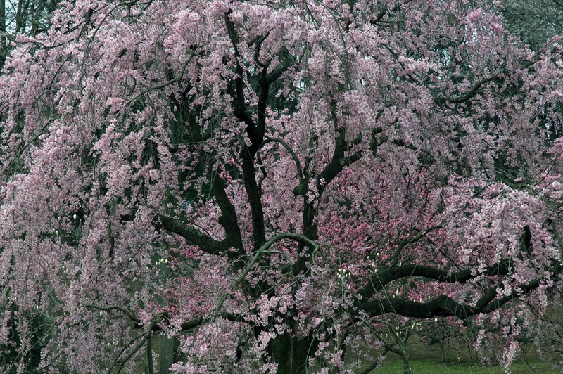 1010_三ッ池公園_神奈川