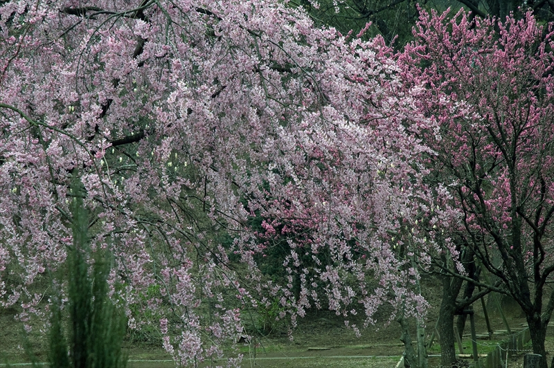 1011_三ッ池公園_神奈川