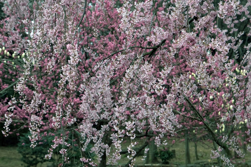 1012_三ッ池公園_神奈川
