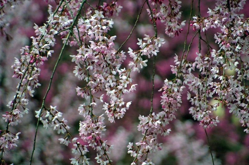 1013_三ッ池公園_神奈川