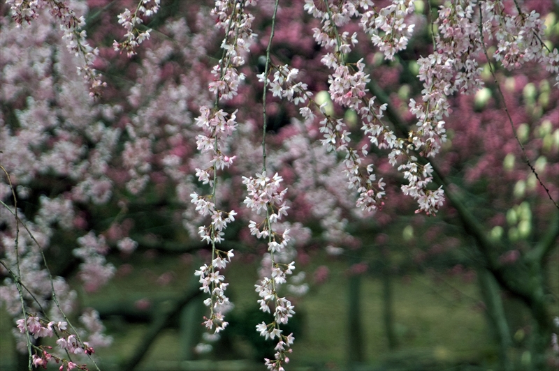 1014_三ッ池公園_神奈川