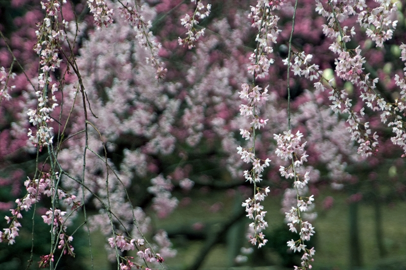1015_三ッ池公園_神奈川