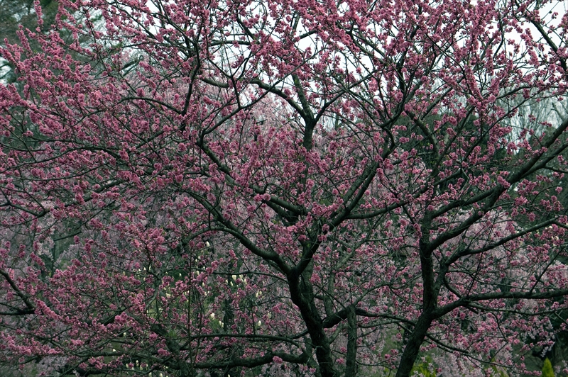 1016_三ッ池公園_神奈川