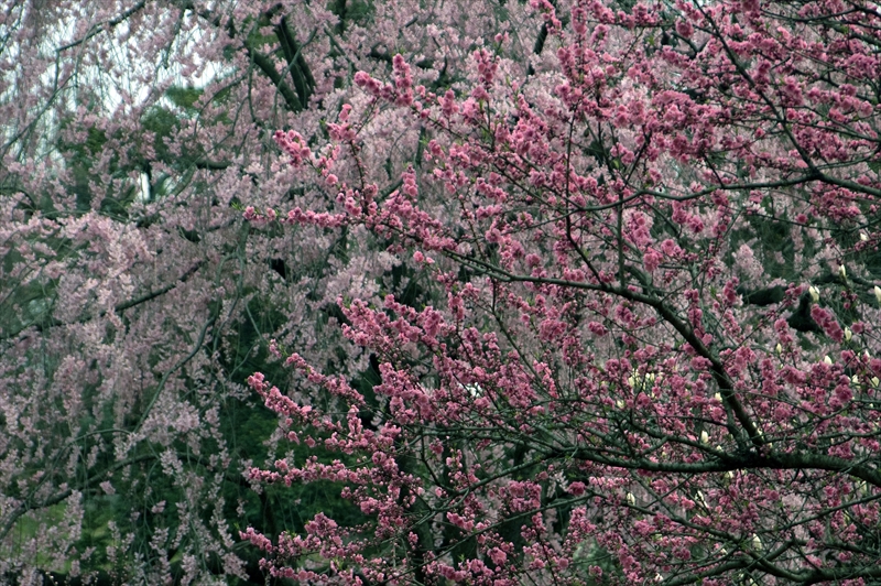 1017_三ッ池公園_神奈川