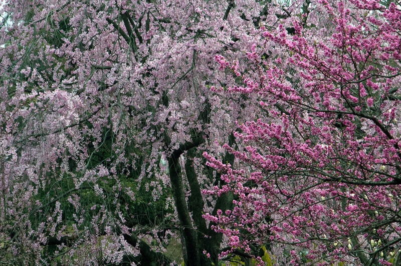 1018_三ッ池公園_神奈川