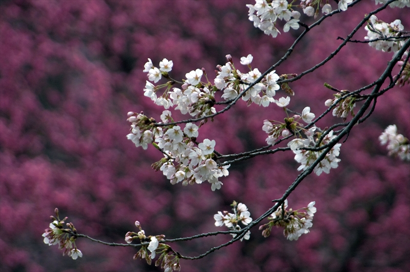 1019_三ッ池公園_神奈川
