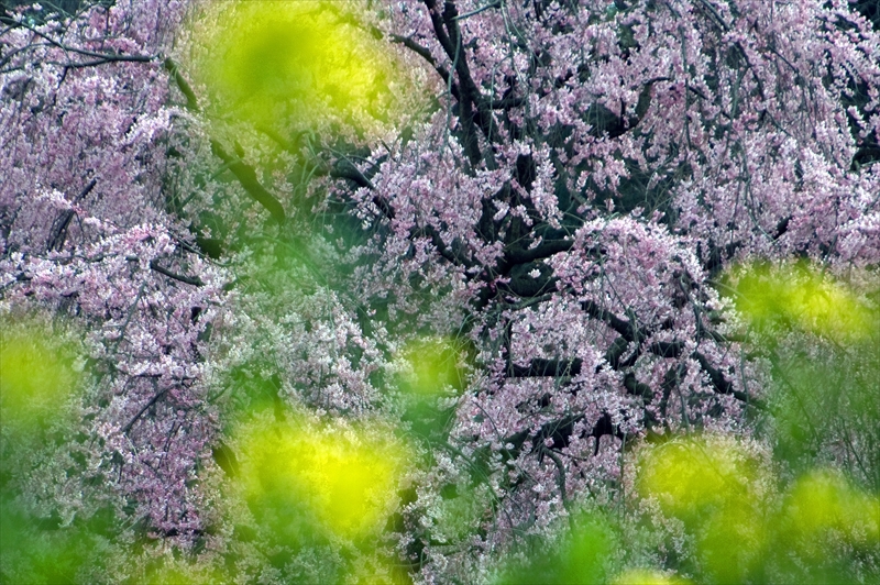 1020_三ッ池公園_神奈川