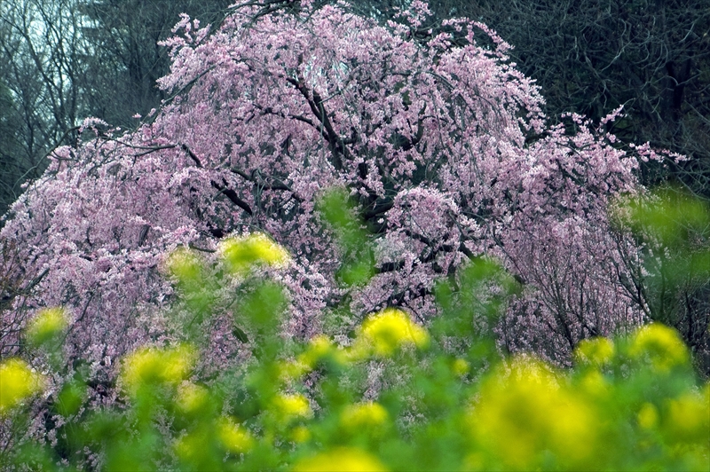 1021_三ッ池公園_神奈川