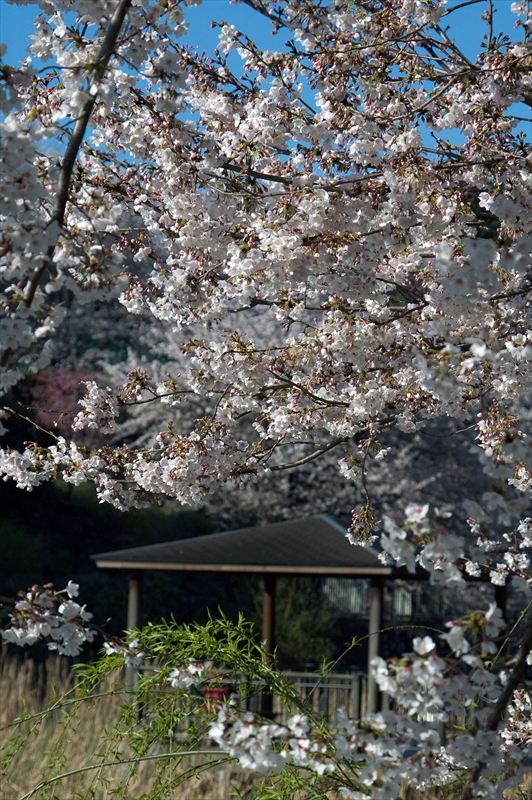 1126_岸根公園_神奈川