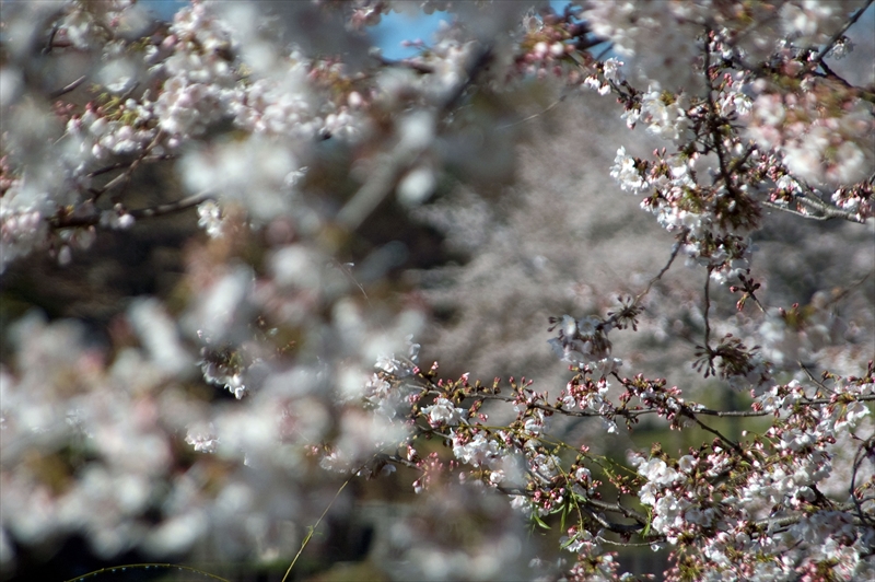 1127_岸根公園_神奈川