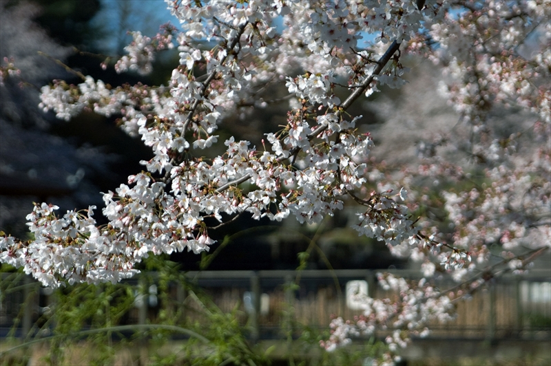 1128_岸根公園_神奈川