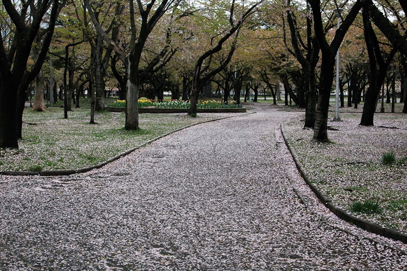 1393_青森市合浦公園_青森