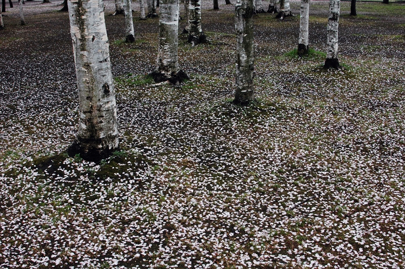 1058_青森市合浦公園_青森