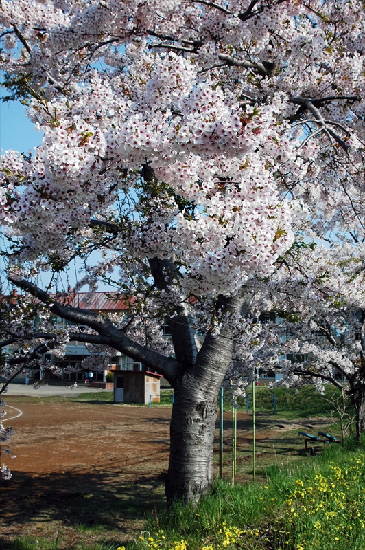 1016_野辺地_青森