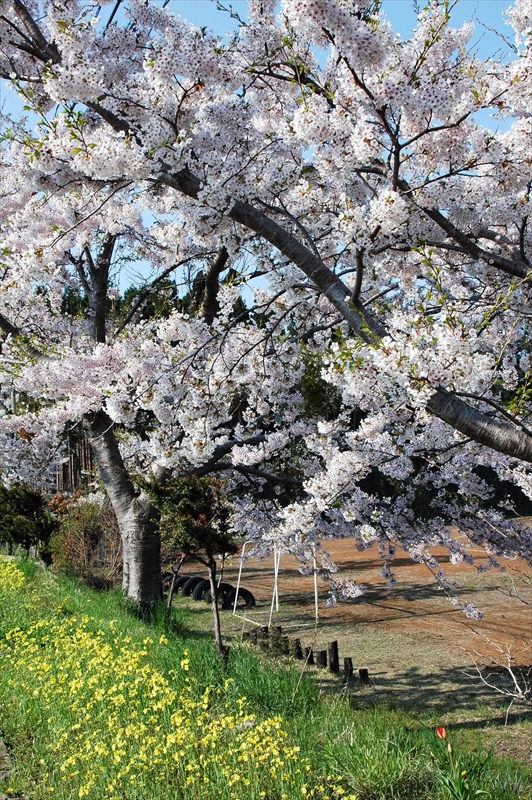1017_野辺地_青森