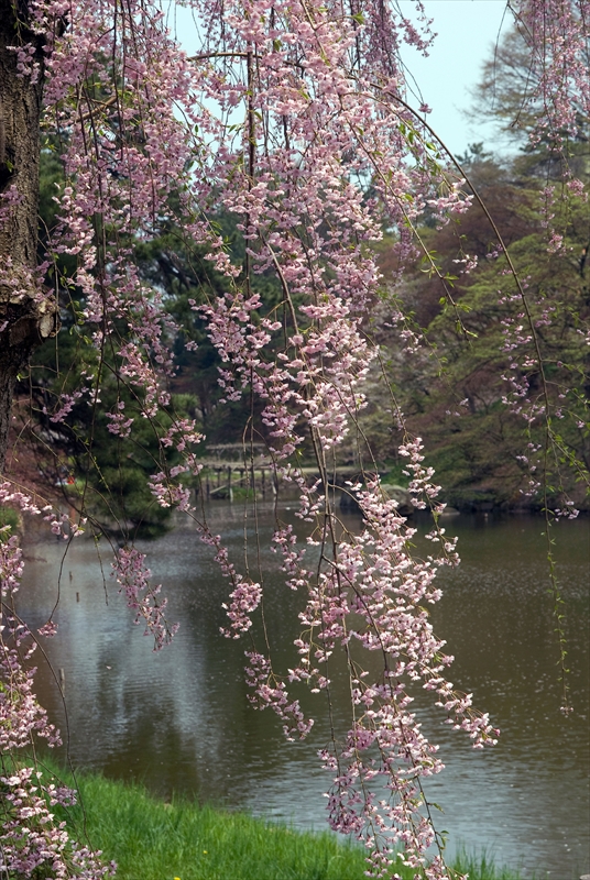1013_弘前公園_青森