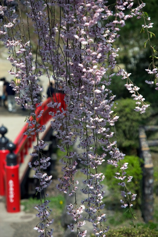 1014_弘前公園_青森