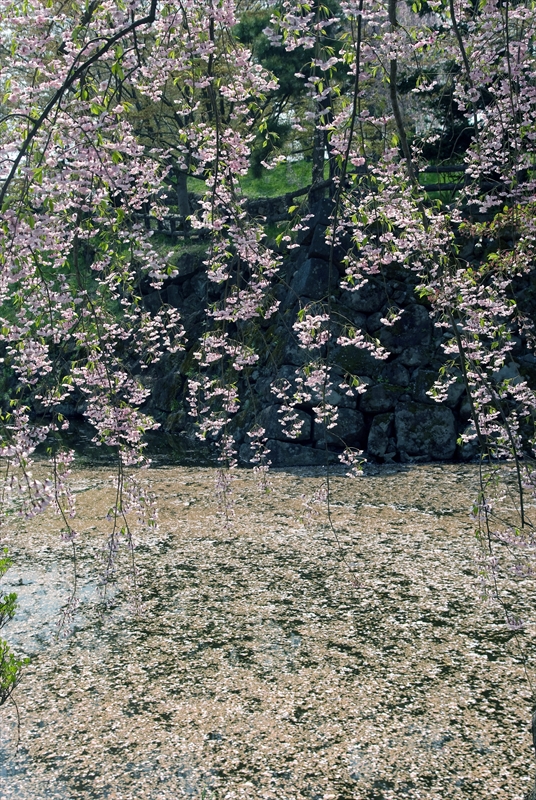 1015_弘前公園_青森