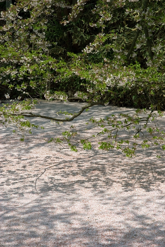 1017_弘前公園_青森