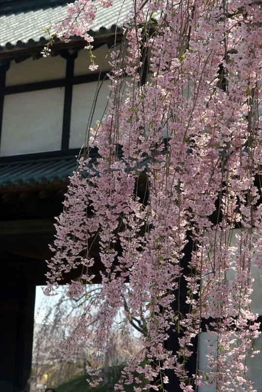 1018_弘前公園_青森