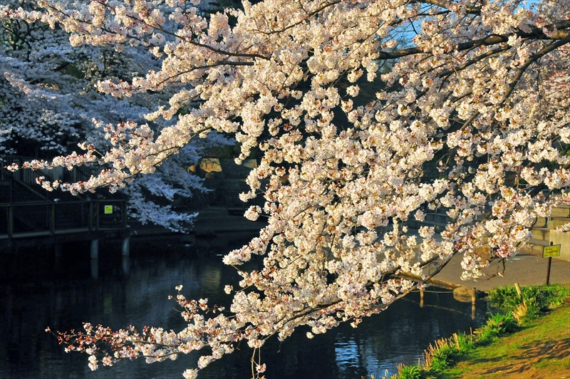 1022_三ッ池公園_神奈川