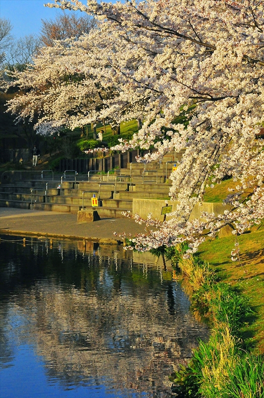 1129_岸根公園_神奈川